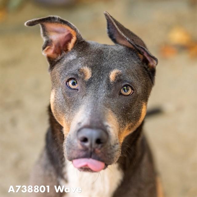 WAVE, Adoptable, Adult Male Pit Bull Terrier & Rottweiler.