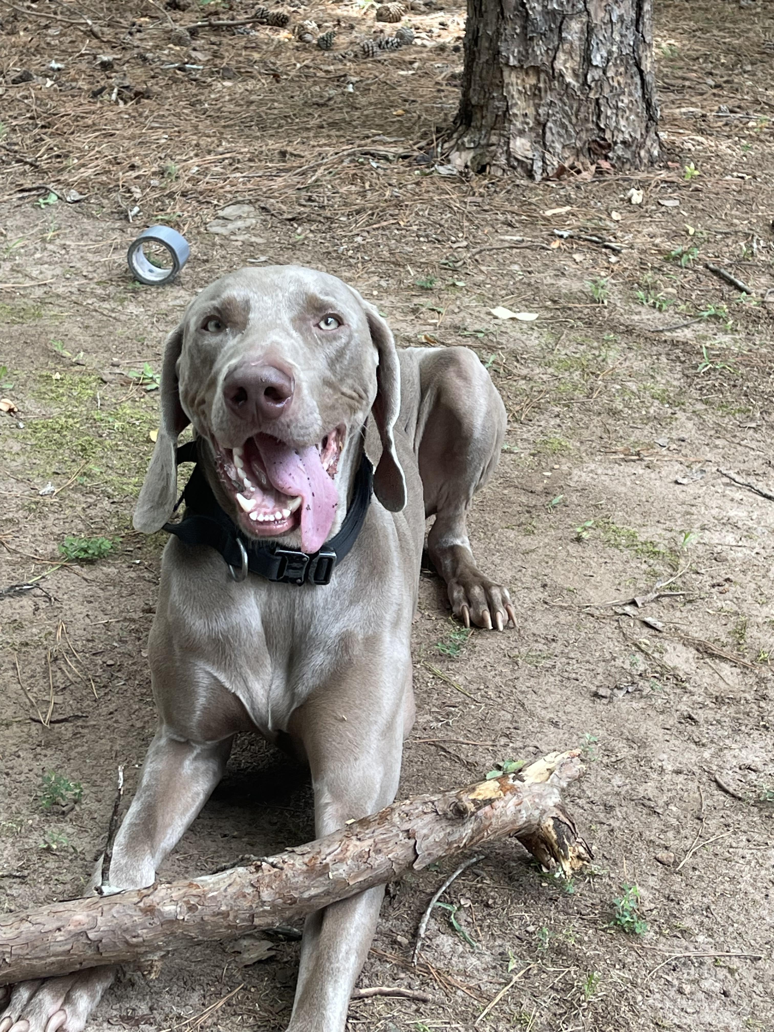Enlarge Titan, a Adopted Weimaraner in Marietta, GA image 1/6