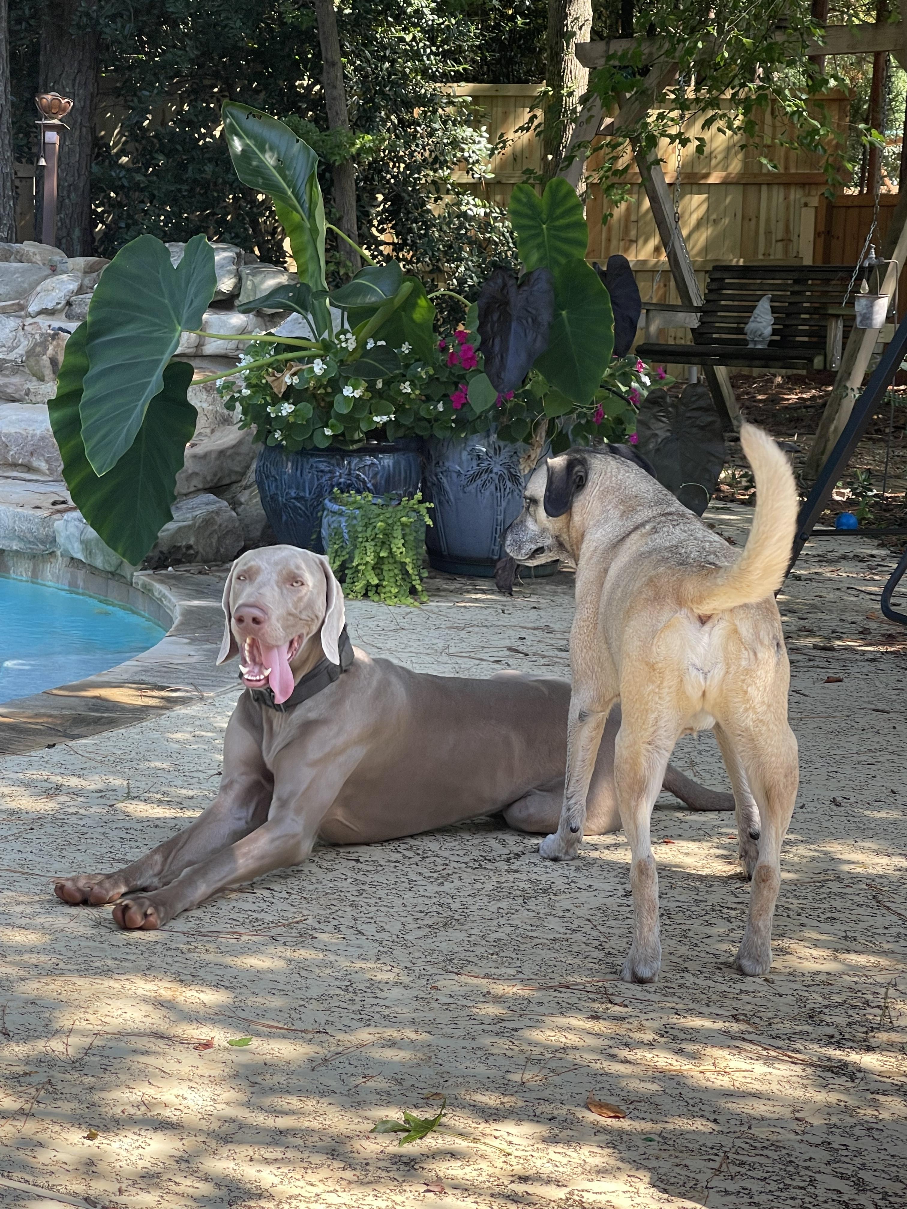 Enlarge Titan, a Adopted Weimaraner in Marietta, GA image 4/6
