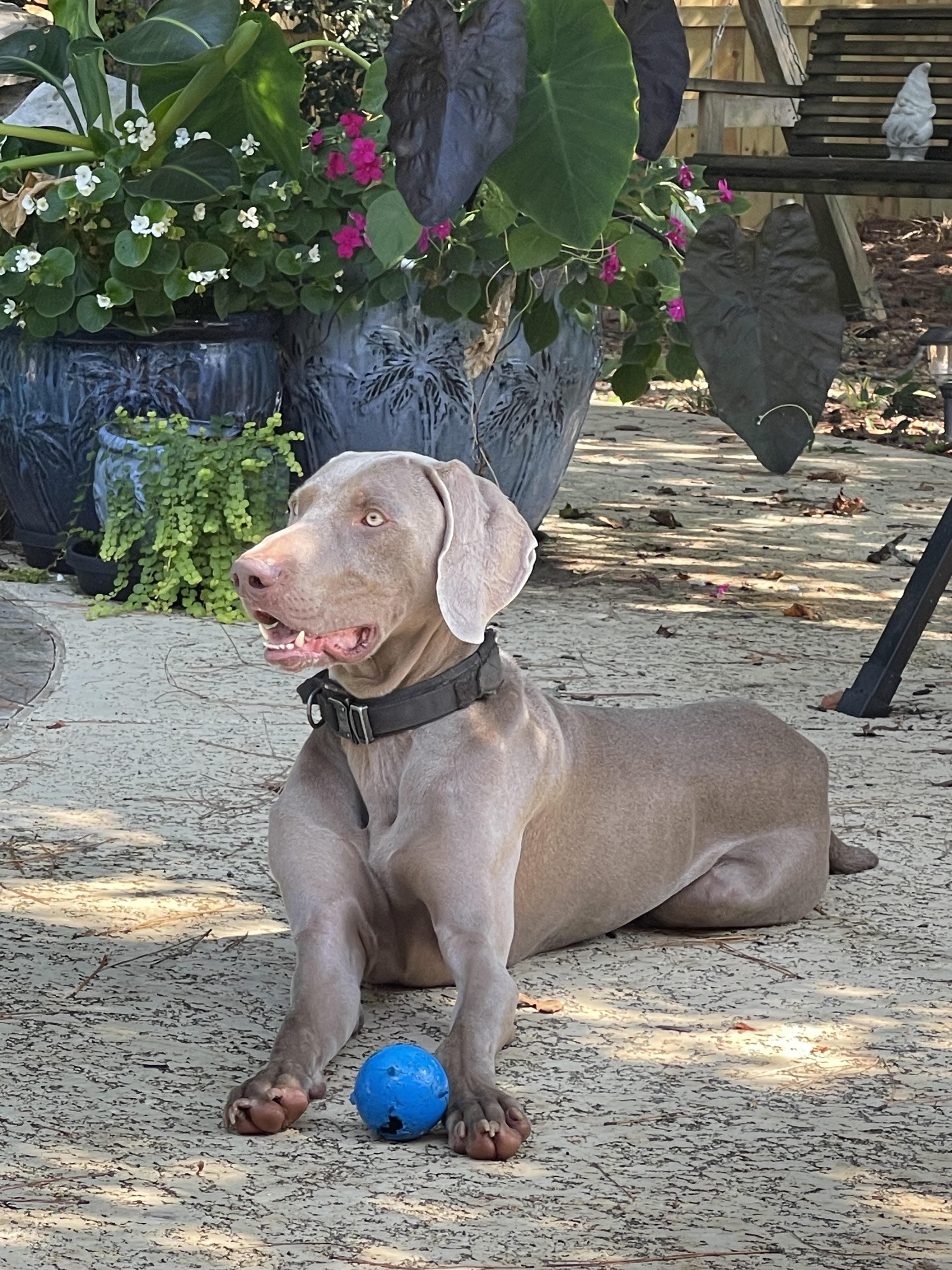 Enlarge Titan, a Adopted Weimaraner in Marietta, GA image 6/6