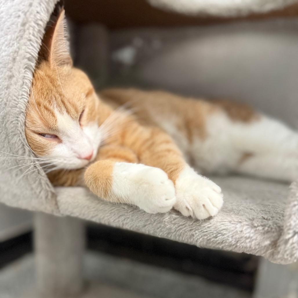 Enlarge Andrew Garfield, a Adoptable Domestic Short Hair in Monticello, IA image 3/5