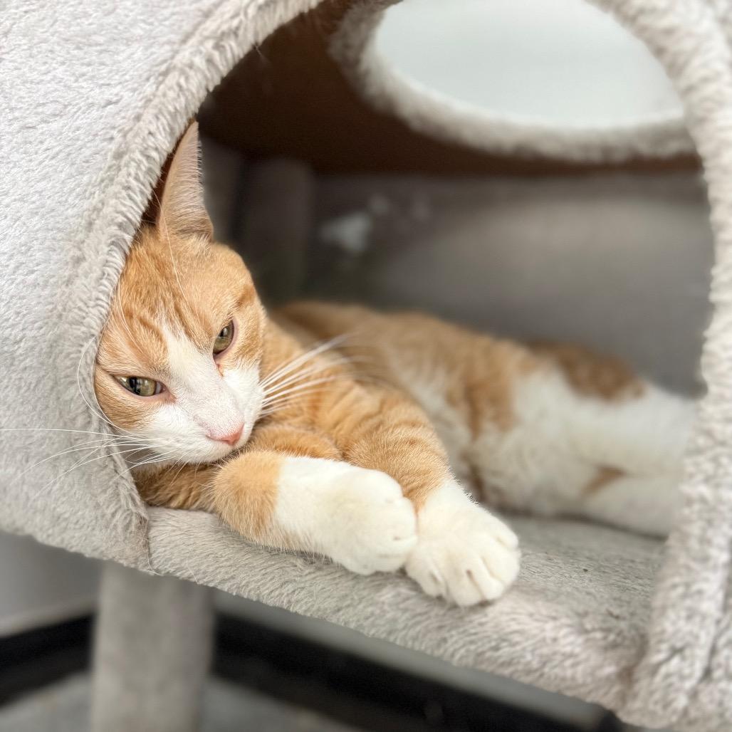 Enlarge Andrew Garfield, a Adoptable Domestic Short Hair in Monticello, IA image 5/5