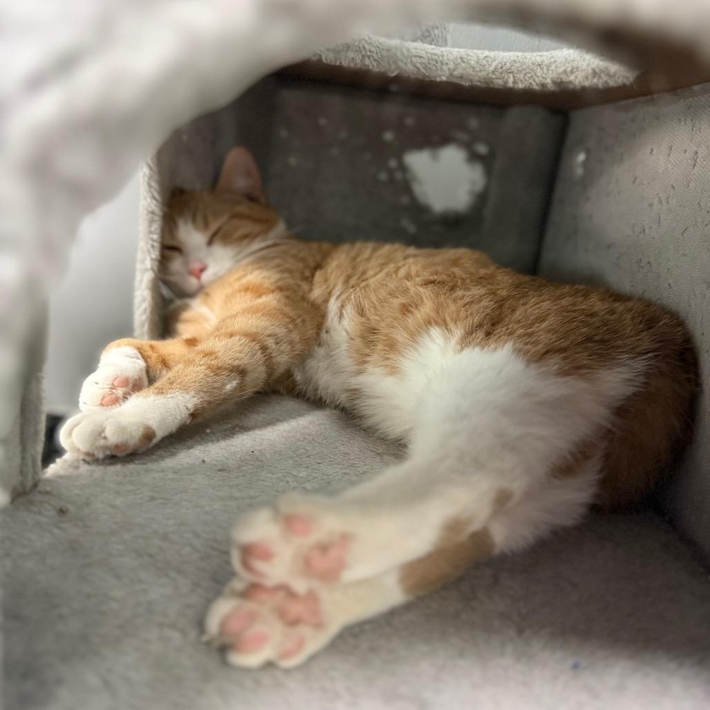 Enlarge Andrew Garfield, a Adoptable Domestic Short Hair in Monticello, IA image 4/5