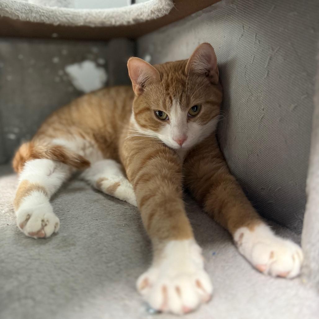 Enlarge Andrew Garfield, a Adoptable Domestic Short Hair in Monticello, IA image 2/5