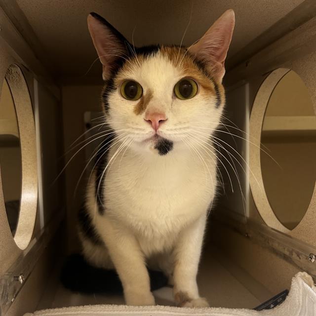 KITTY, Adoptable, Young Female Domestic Short Hair.