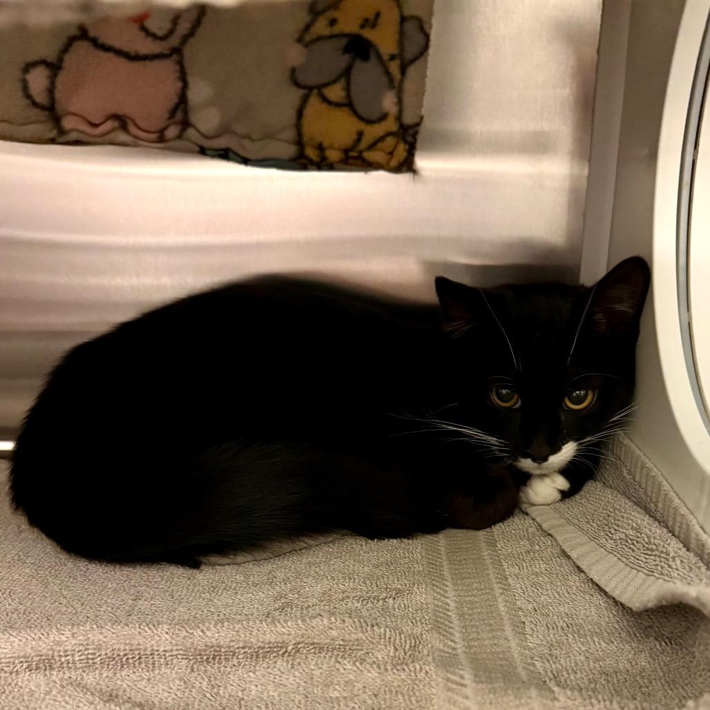 Benny, Adoptable, Kitten Male Domestic Short Hair.