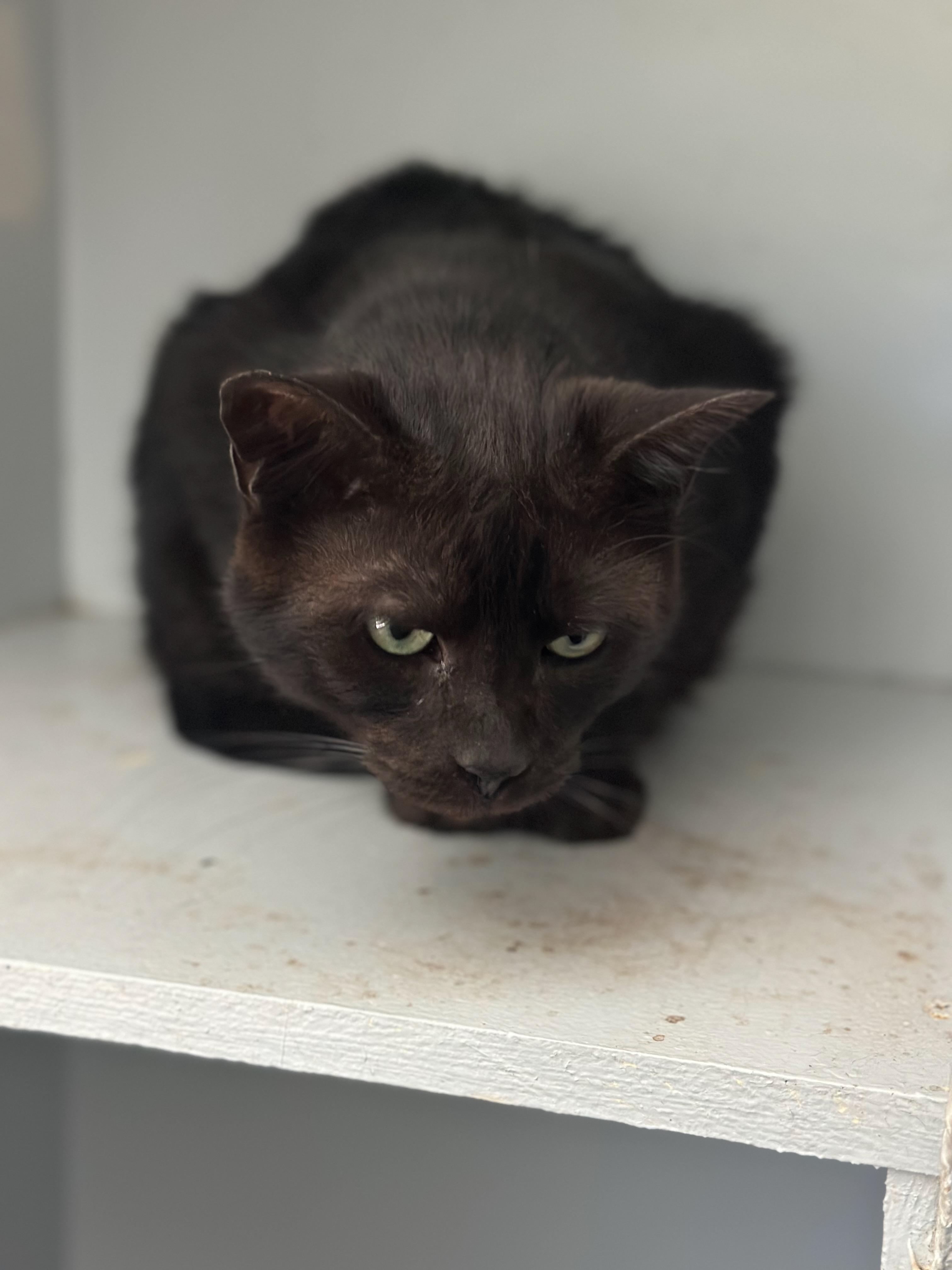 Jax, Adoptable, Adult Male American Shorthair.