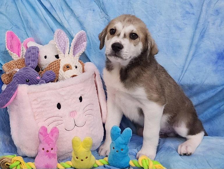 260279  Blitz, Adopted, Puppy Male Labrador Retriever & Husky.