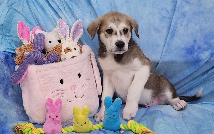 Enlarge 260279  Blitz, a Adopted mixed breed in Wetumpka, AL image 2/2