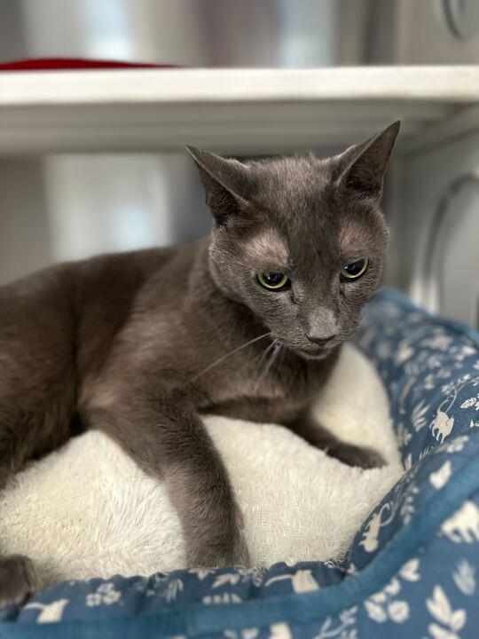 Lou, a ADOPTABLE Domestic Short Hair in Jackson, MI image 3/6