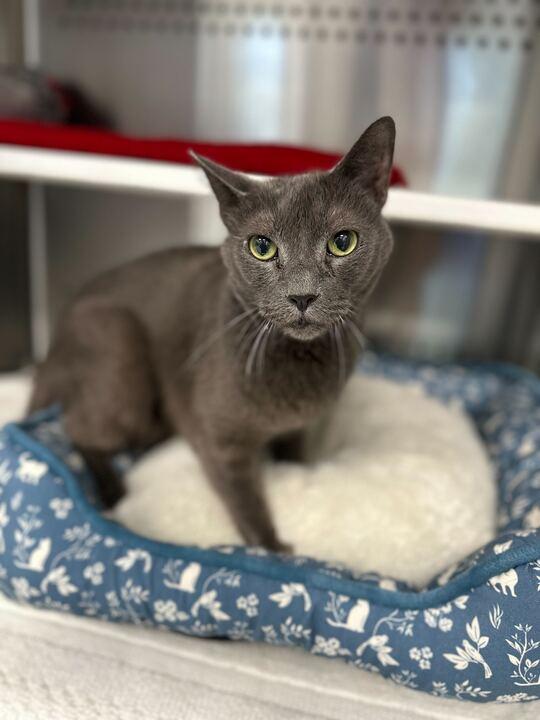 Lou, ADOPTABLE, Senior Male Domestic Short Hair.