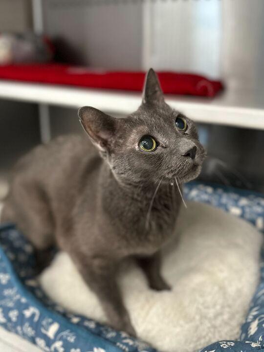 Lou, a ADOPTABLE Domestic Short Hair in Jackson, MI image 2/6