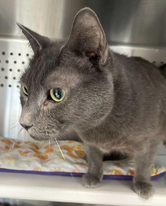 Lou, a ADOPTABLE Domestic Short Hair in Jackson, MI image 6/6