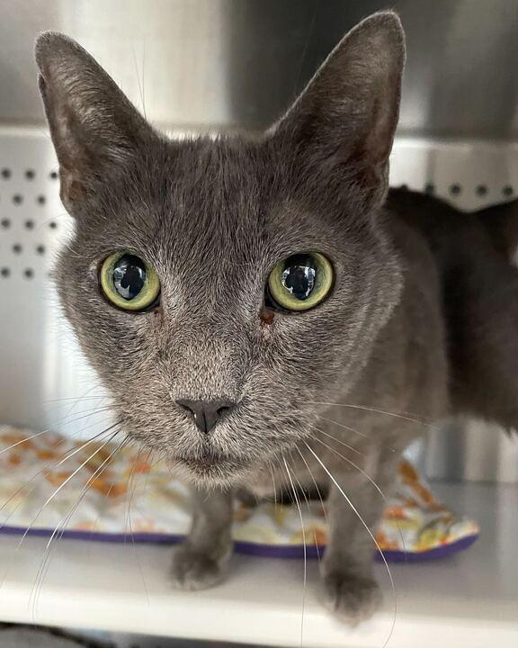 Lou, a ADOPTABLE Domestic Short Hair in Jackson, MI image 4/6