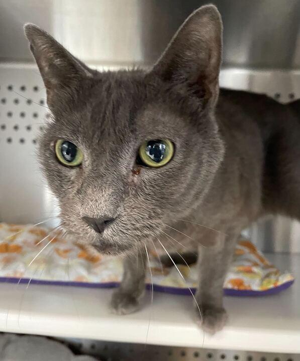 Lou, a ADOPTABLE Domestic Short Hair in Jackson, MI image 5/6