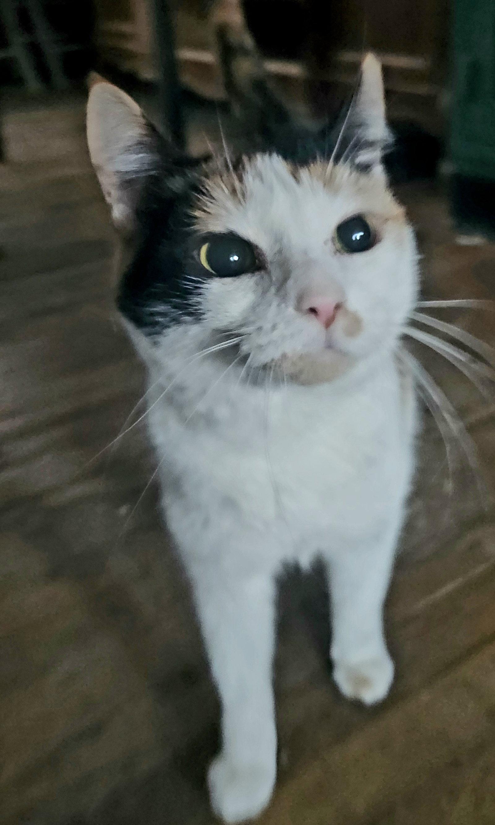 Enlarge Isla, a Adopted Domestic Short Hair in Philadelphia, PA image 1/1