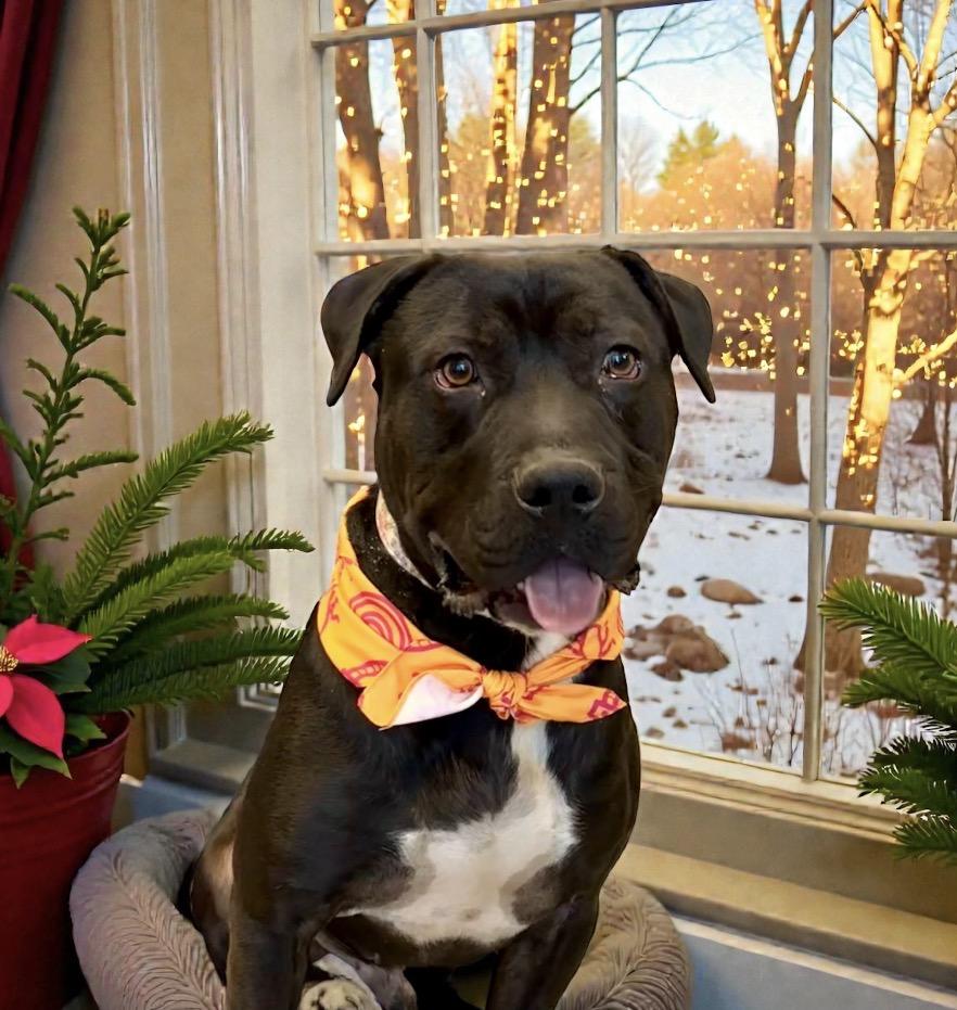 Chuck, ADOPTABLE, Adult Male Black Labrador Retriever.