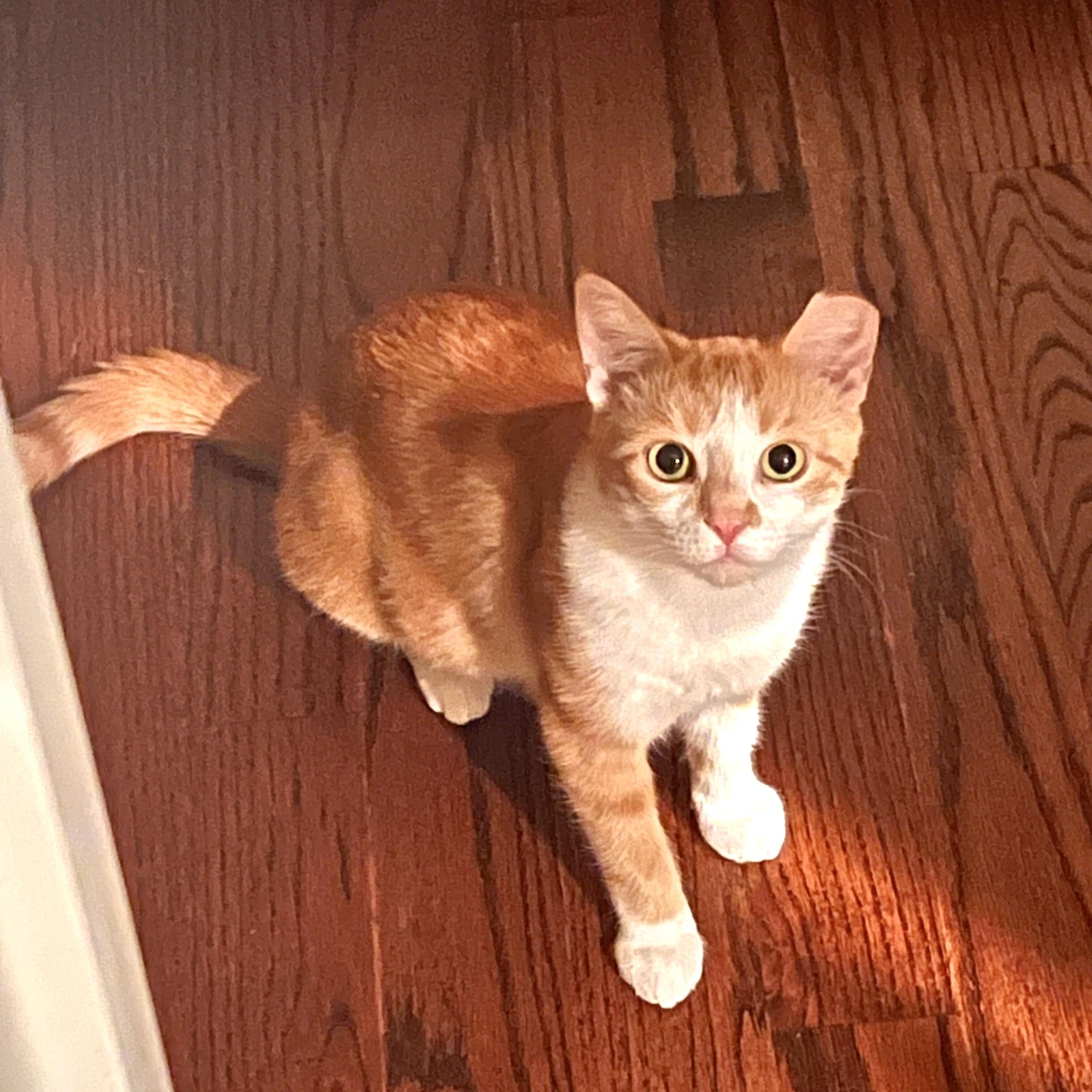 Carrie, a ADOPTABLE Domestic Short Hair in Ottawa, ON image 1/6