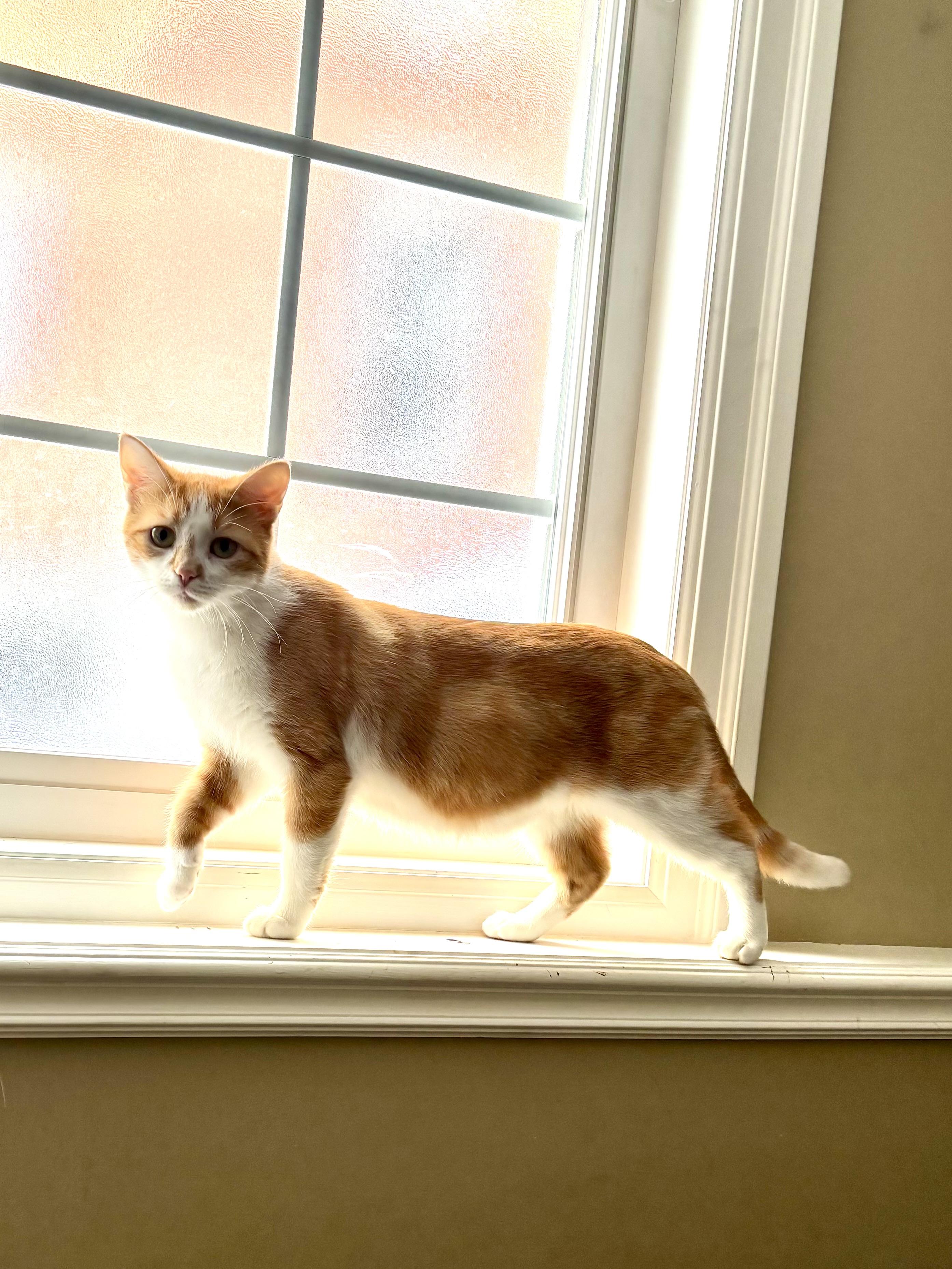 Carrie, a ADOPTABLE Domestic Short Hair in Ottawa, ON image 6/6