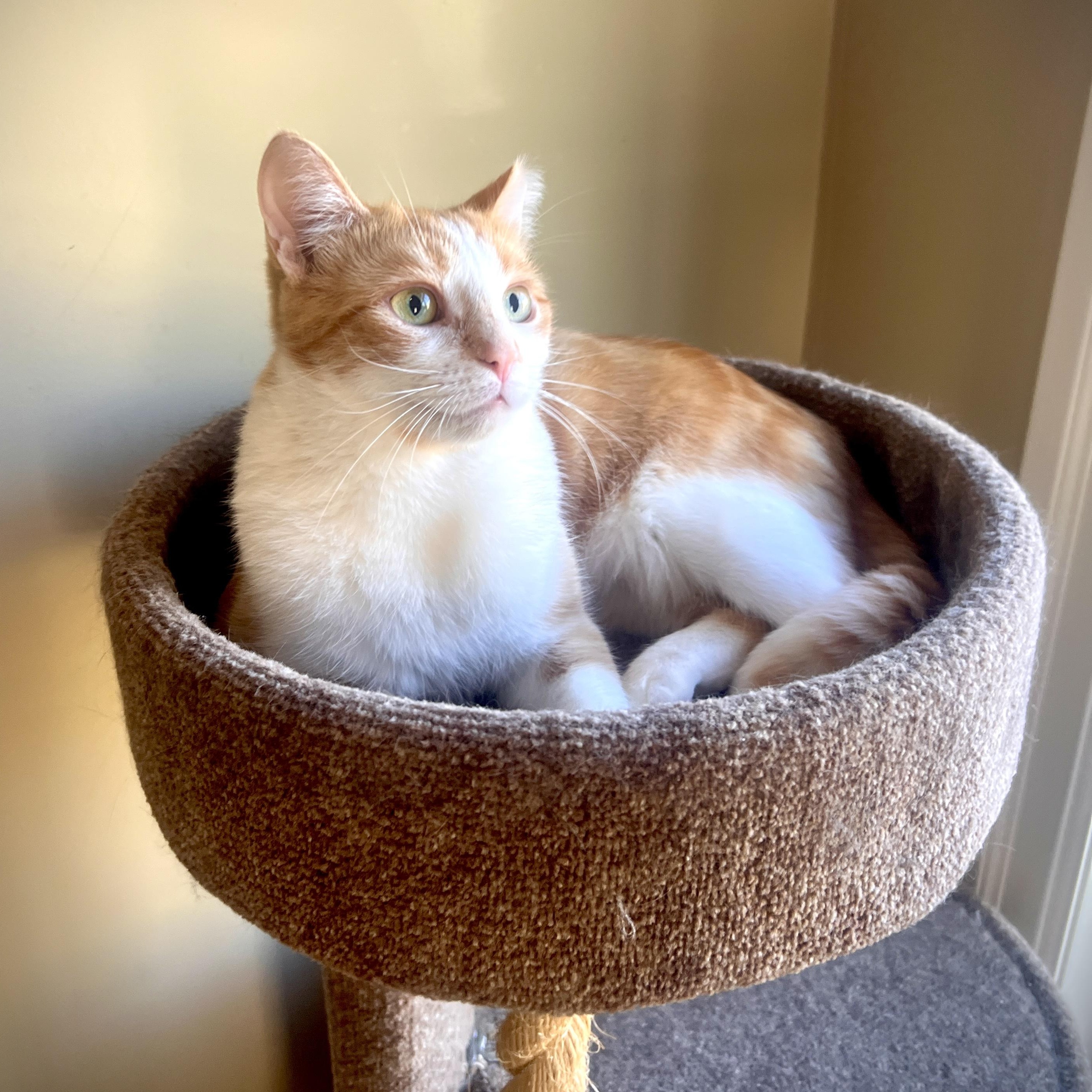 Carrie, a ADOPTABLE Domestic Short Hair in Ottawa, ON image 3/6