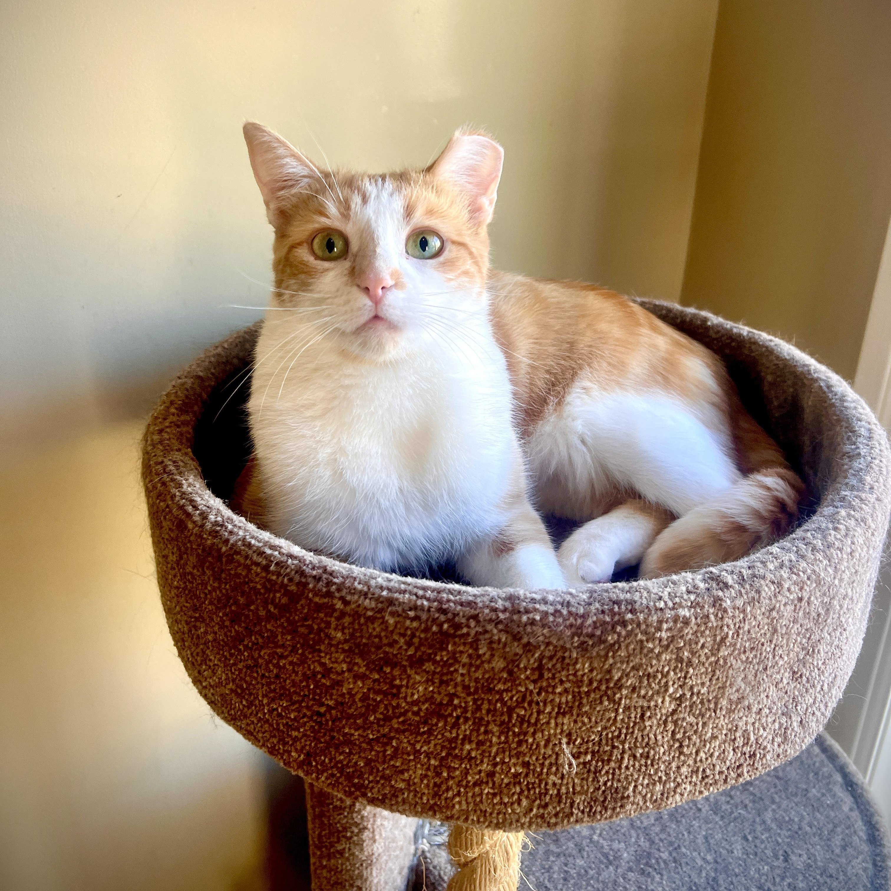 Carrie, a ADOPTABLE Domestic Short Hair in Ottawa, ON image 2/6
