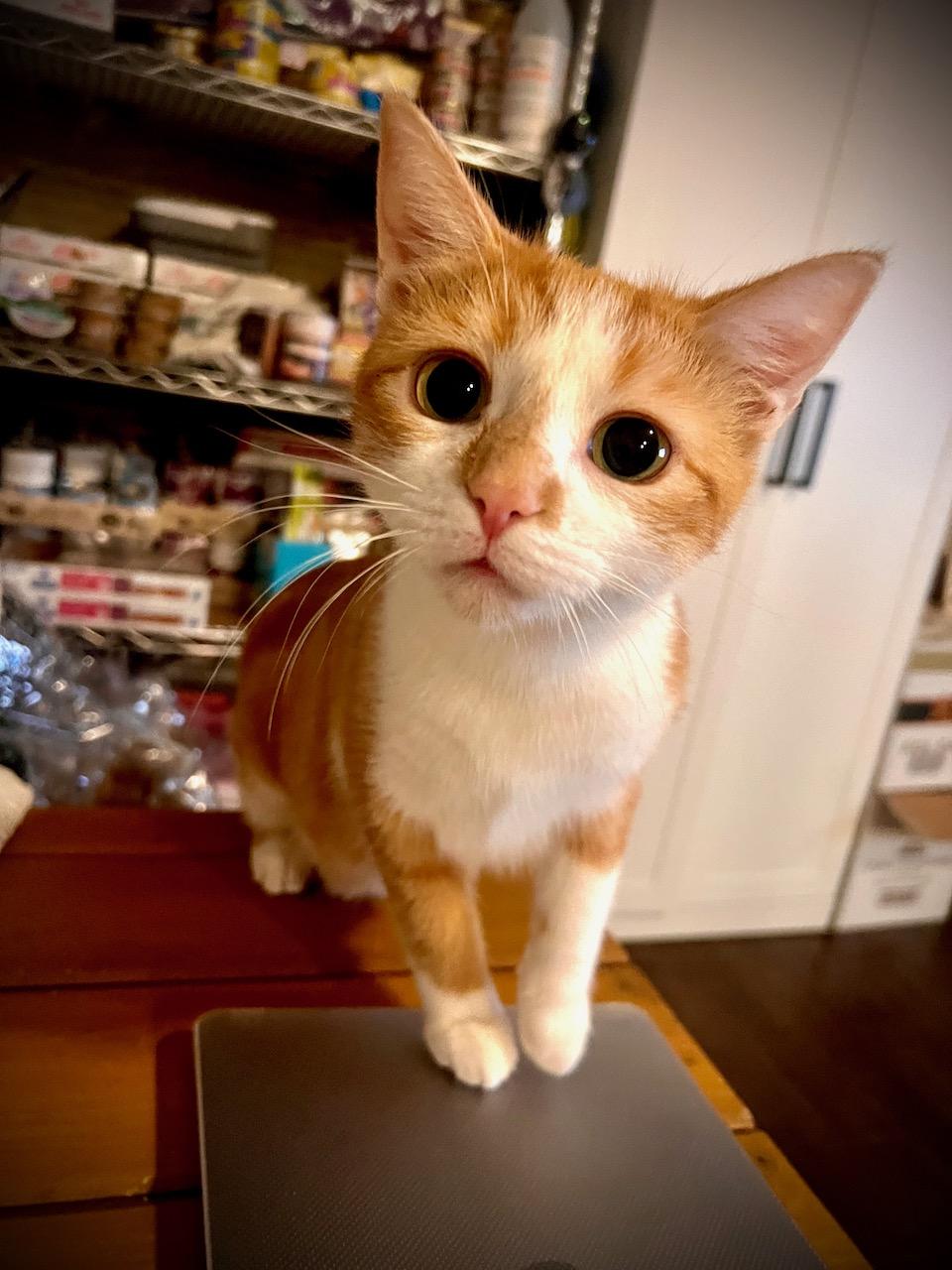 Carrie, a ADOPTABLE Domestic Short Hair in Ottawa, ON image 5/6