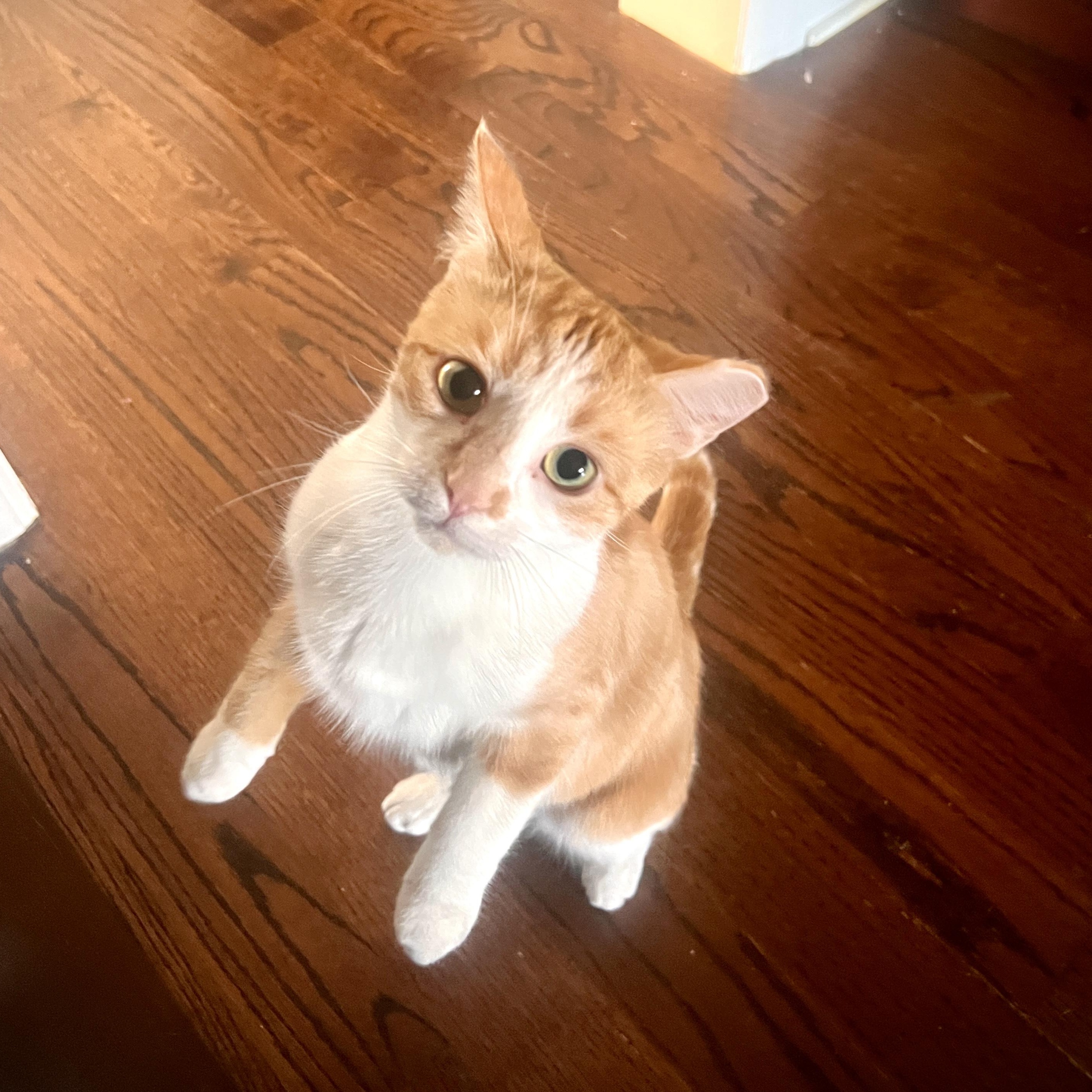 Carrie, a ADOPTABLE Domestic Short Hair in Ottawa, ON image 4/6