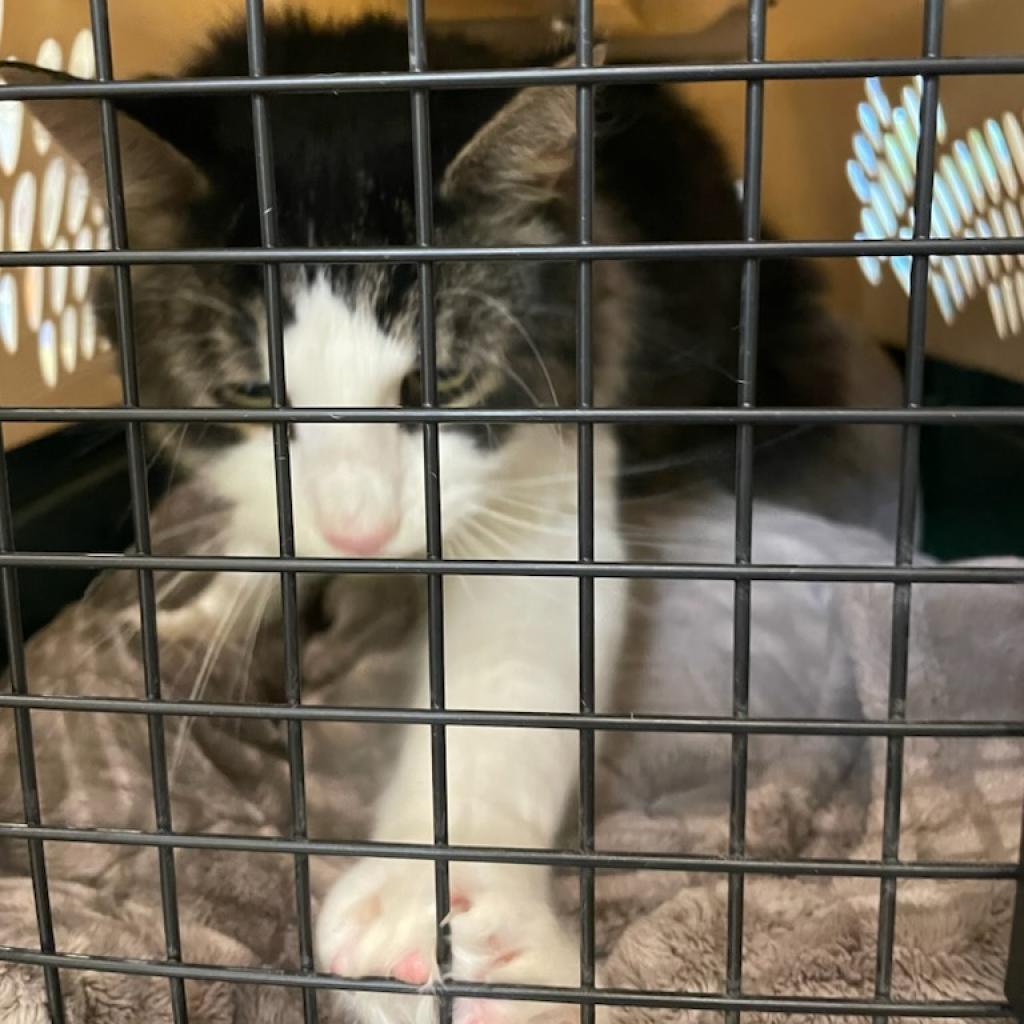 Enlarge Alexander the Great, a Adoptable Domestic Long Hair in Burlington, ON image 1/5