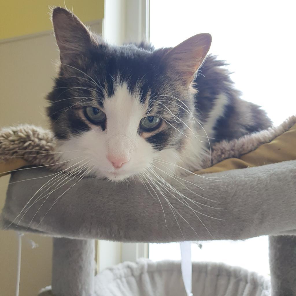 Enlarge Alexander the Great, a Adoptable Domestic Long Hair in Burlington, ON image 2/5