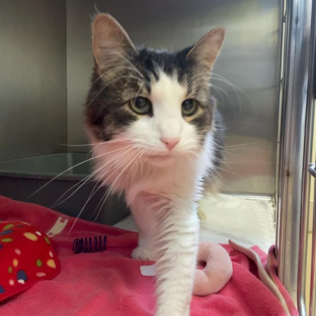 Enlarge Alexander the Great, a Adoptable Domestic Long Hair in Burlington, ON image 3/5