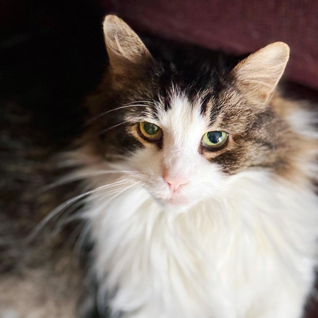 Enlarge Alexander the Great, a Adoptable Domestic Long Hair in Burlington, ON image 4/5
