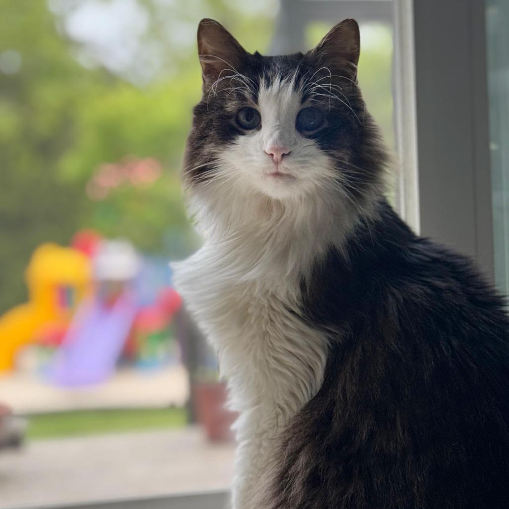 Enlarge Alexander the Great, a Adoptable Domestic Long Hair in Burlington, ON image 5/5