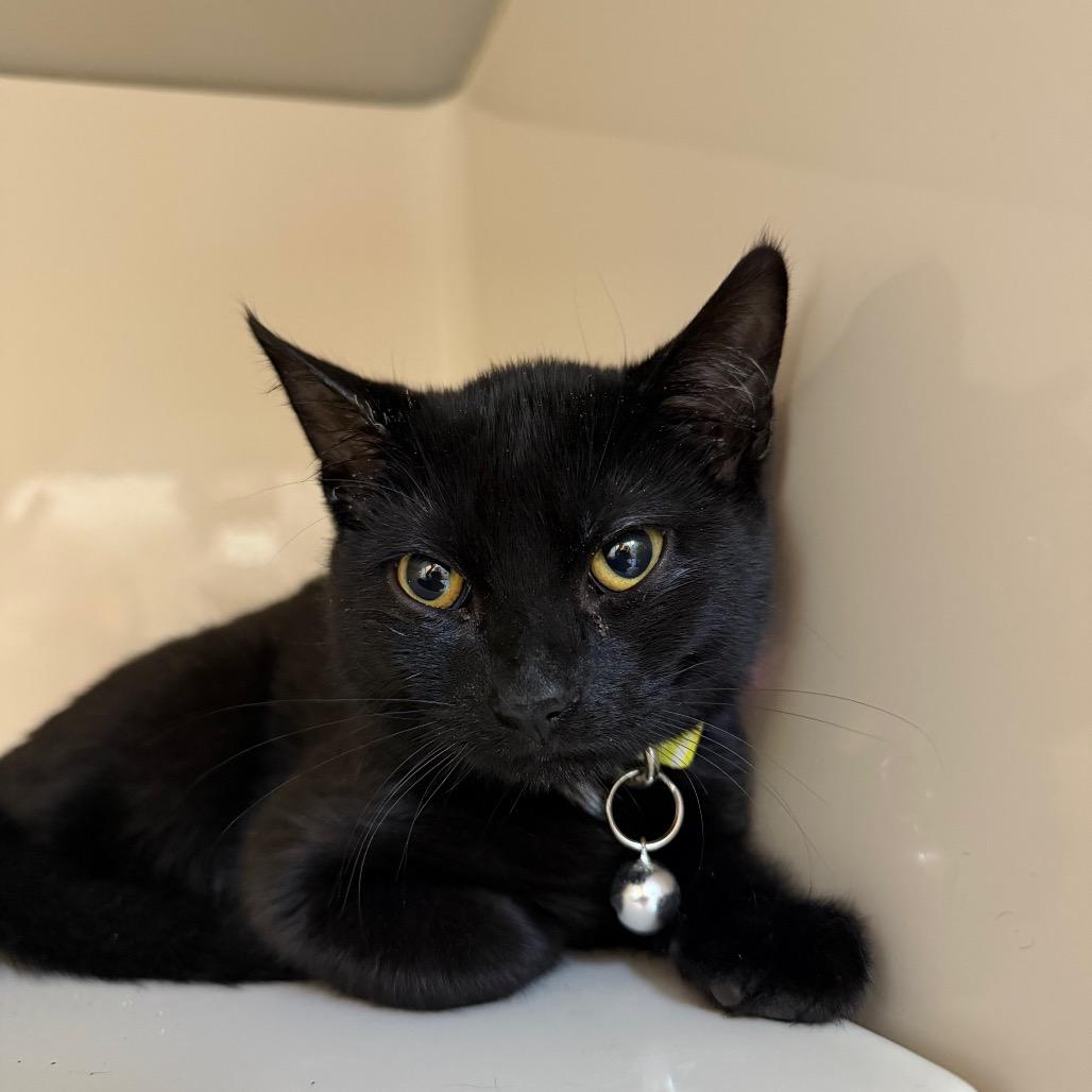 McCrispy, Adoptable, Kitten Male Domestic Short Hair.