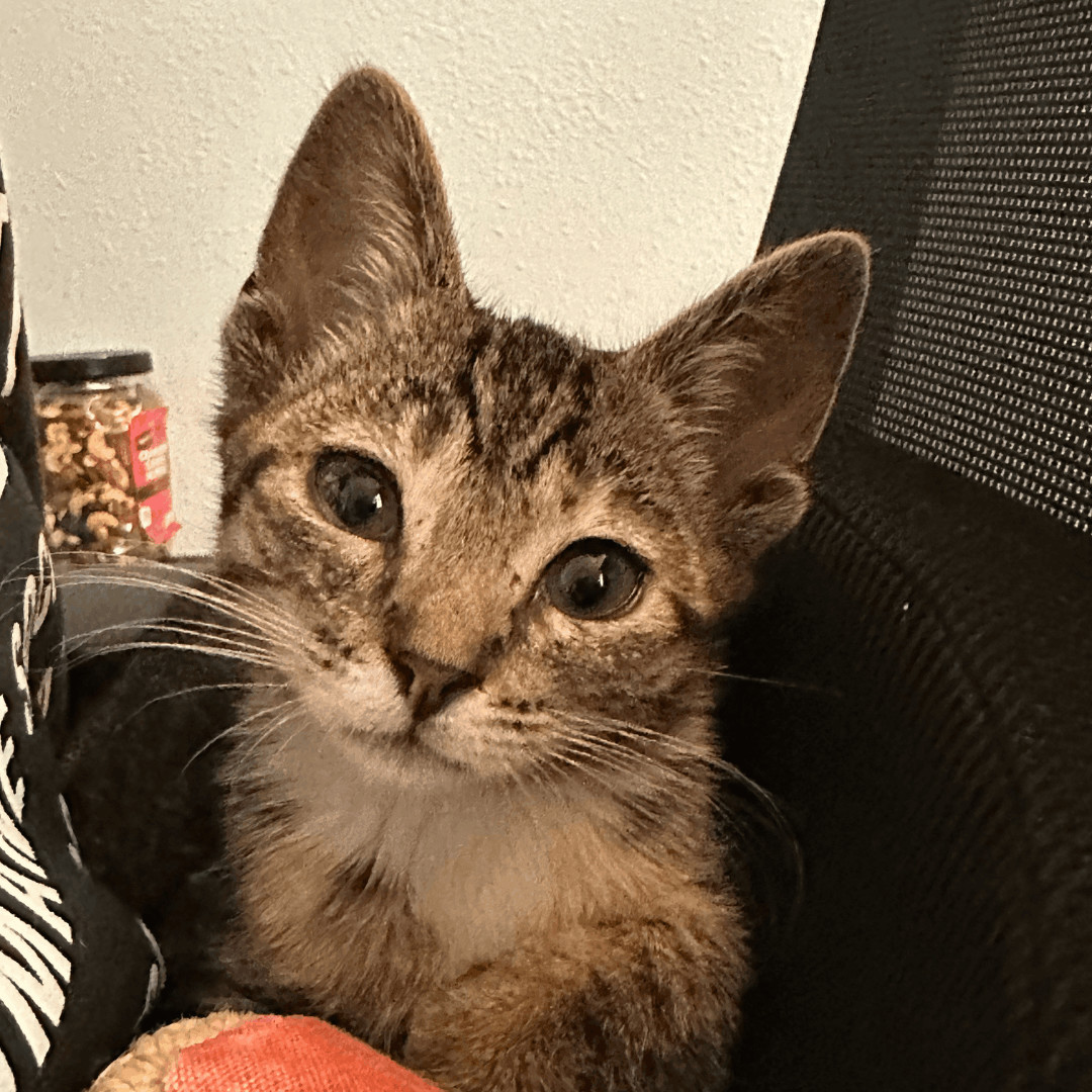 Grape, Adopted, Kitten Female Domestic Short Hair.