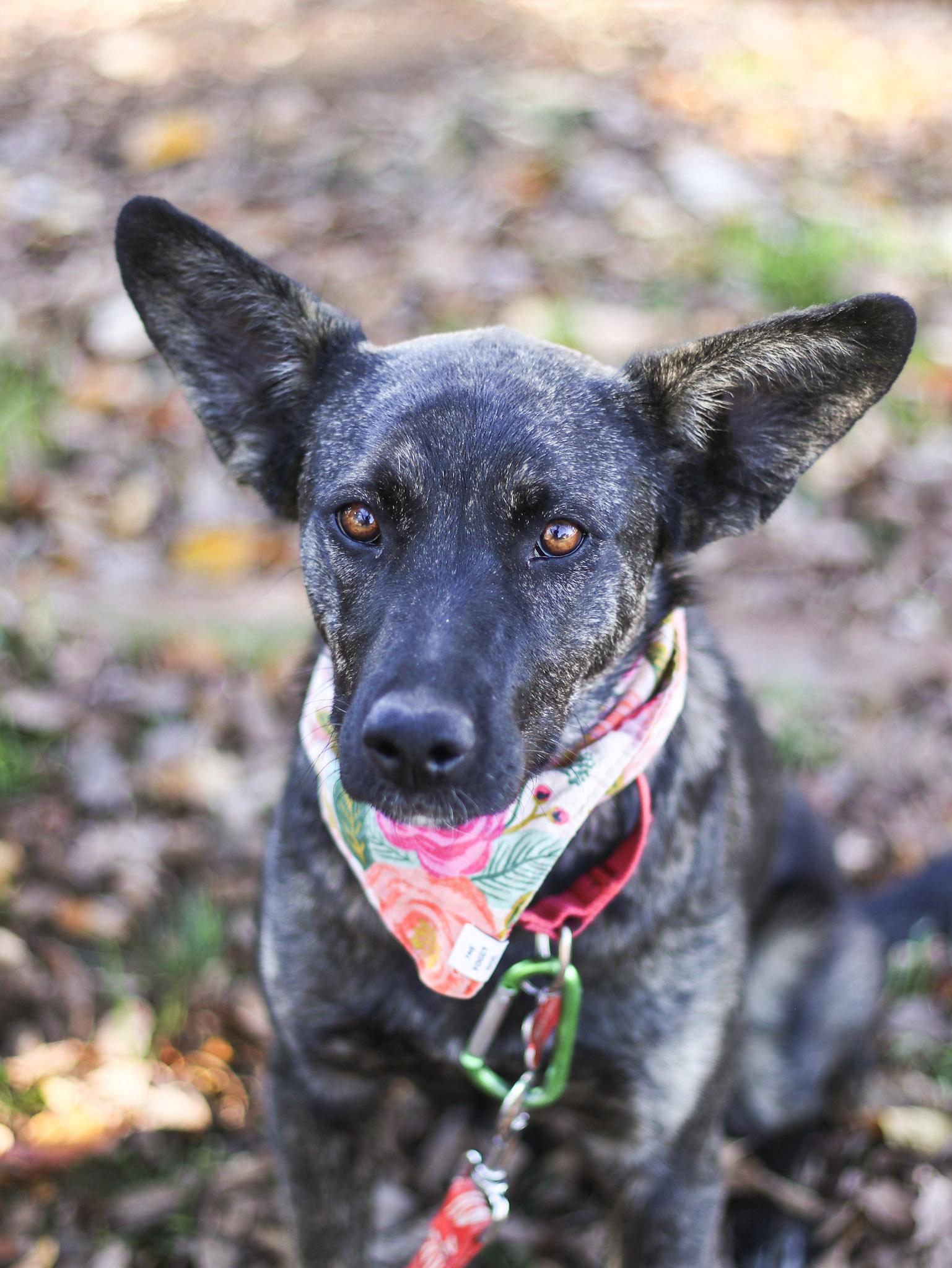 Enlarge Lola Jane, a Adoptable mixed breed in Temecula, CA image 2/6