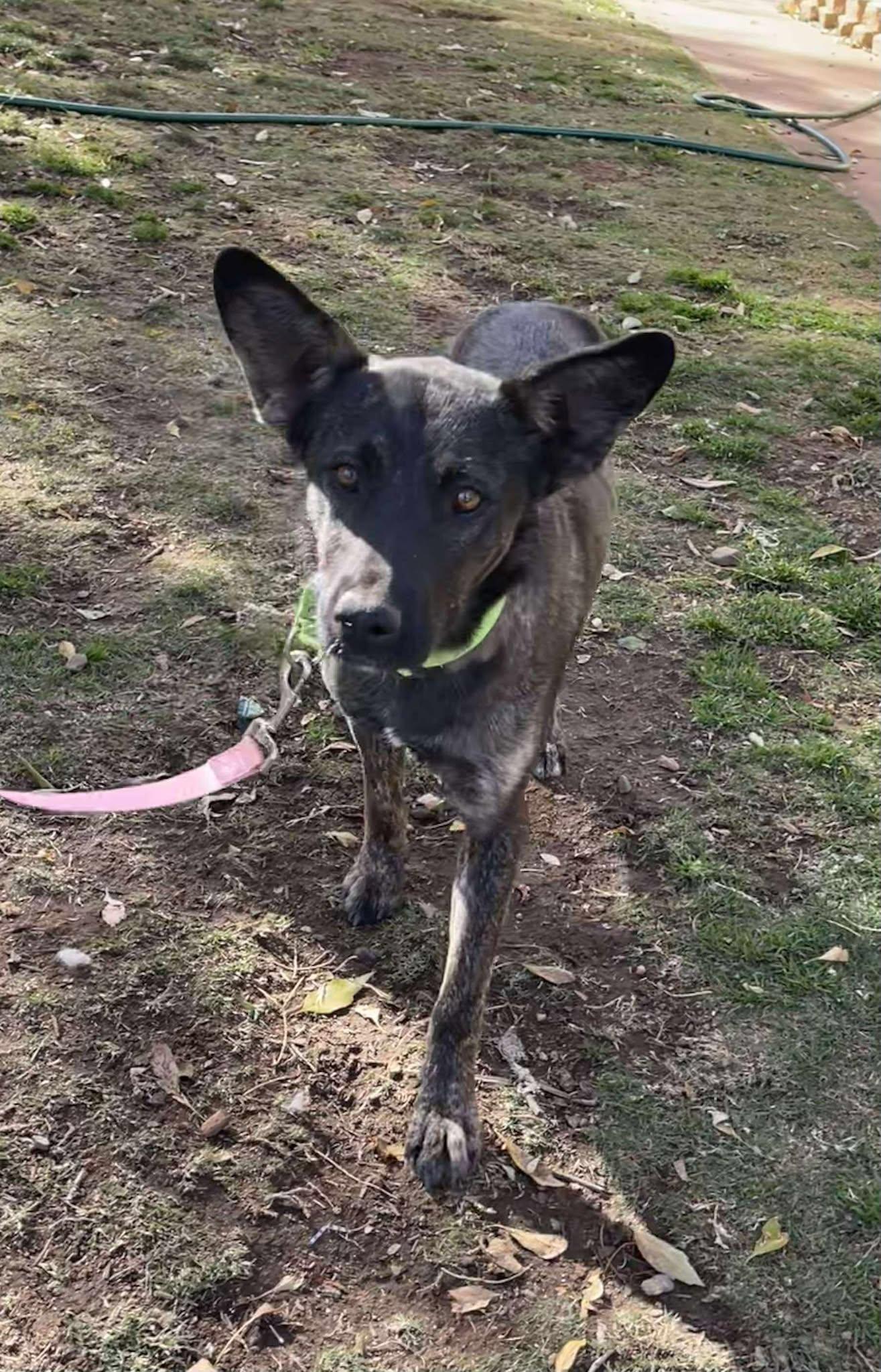 Enlarge Lola Jane, a Adoptable mixed breed in Temecula, CA image 3/6