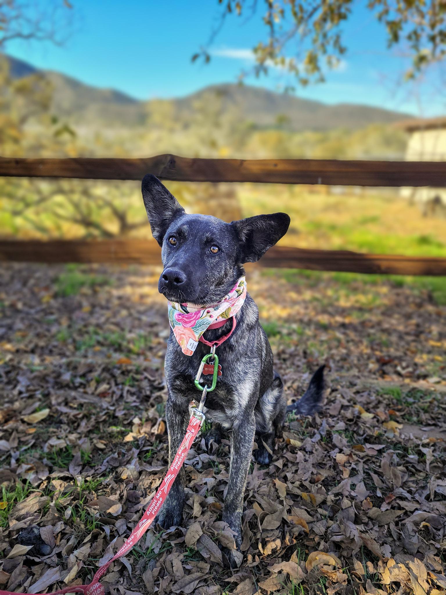 Enlarge Lola Jane, a Adoptable mixed breed in Temecula, CA image 5/6