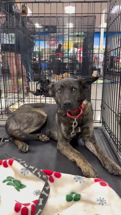 Enlarge Lola Jane, a Adoptable mixed breed in Temecula, CA video 6/6