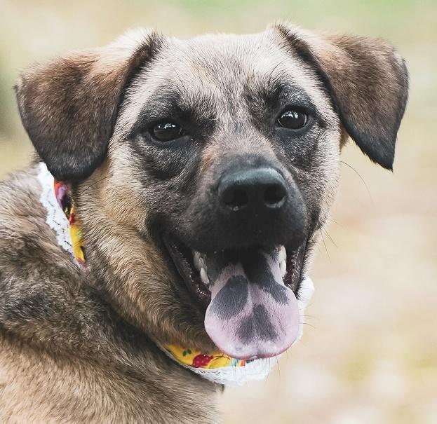 Enlarge Annie, a Adoptable mixed breed in New York, NY image 6/6