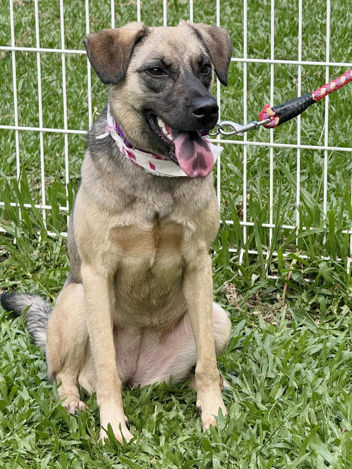 Enlarge Annie, a Adoptable mixed breed in New York, NY image 3/6