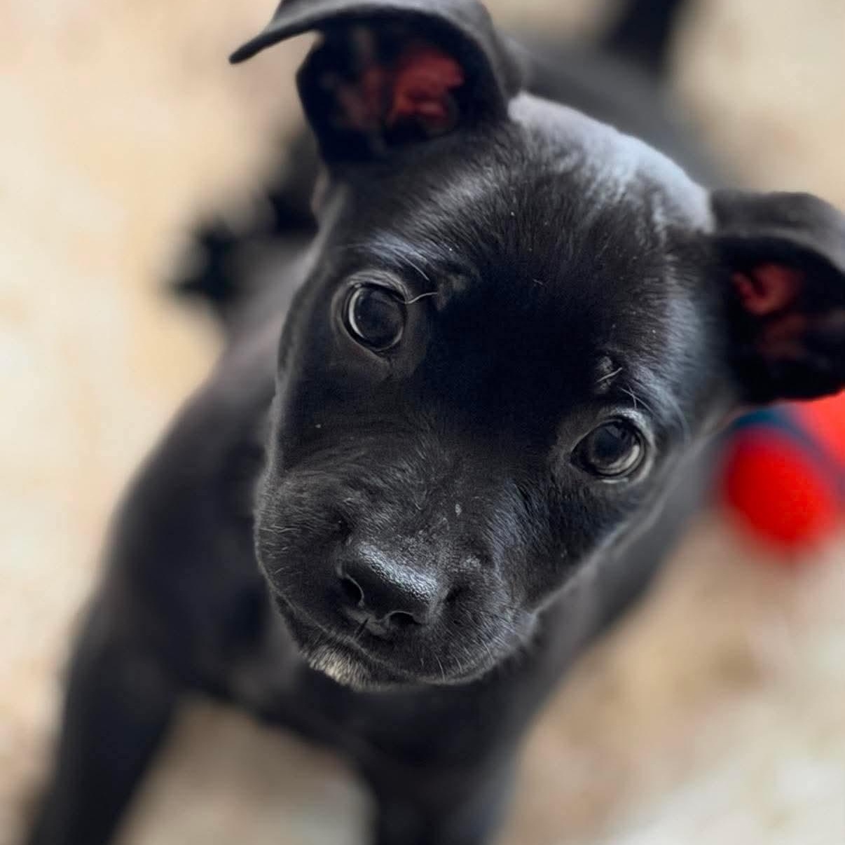 Enlarge Dock Rotz (In Foster), a Adoptable Mixed Breed in Minooka, IL image 2/6
