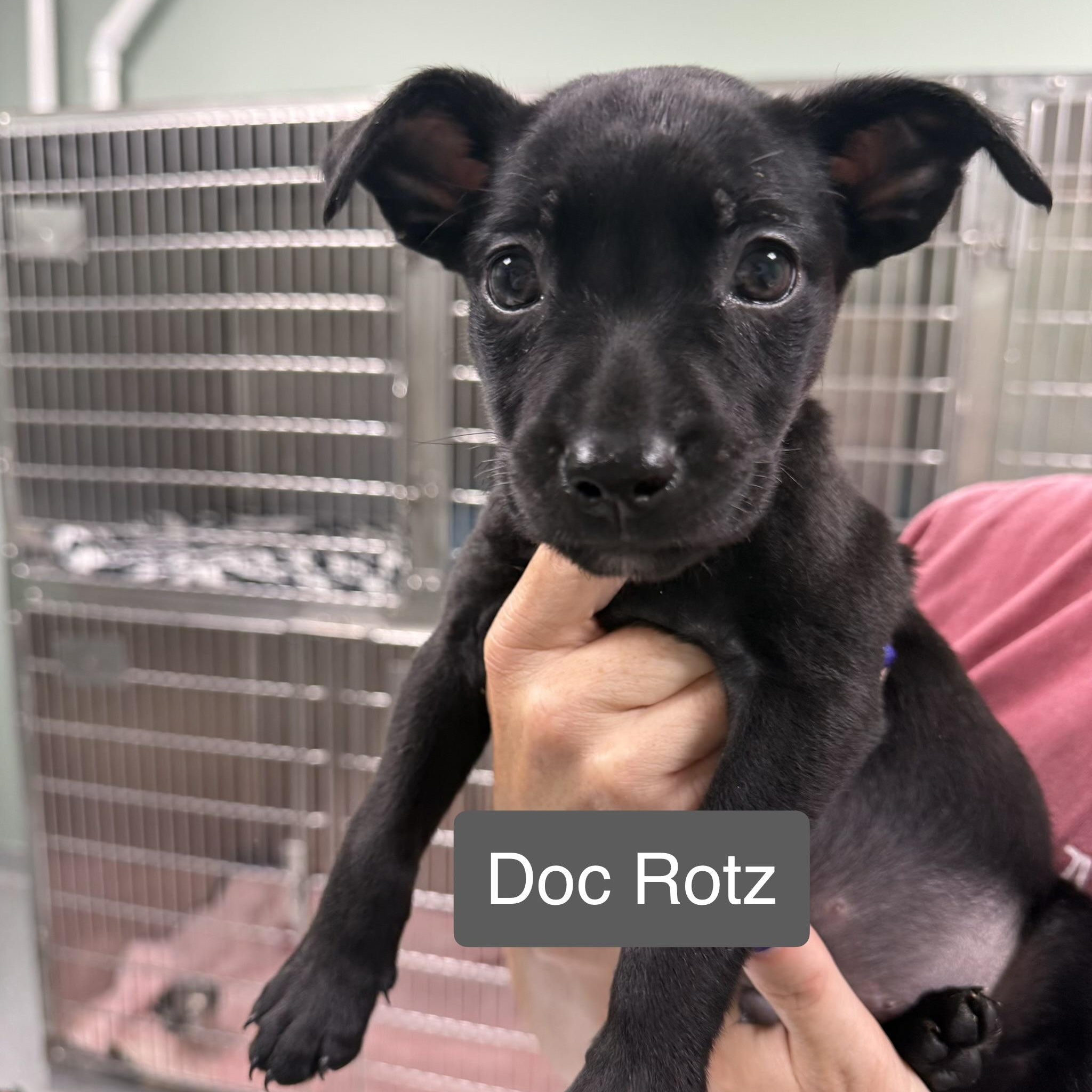 Enlarge Dock Rotz (In Foster), a Adoptable Mixed Breed in Minooka, IL image 5/6