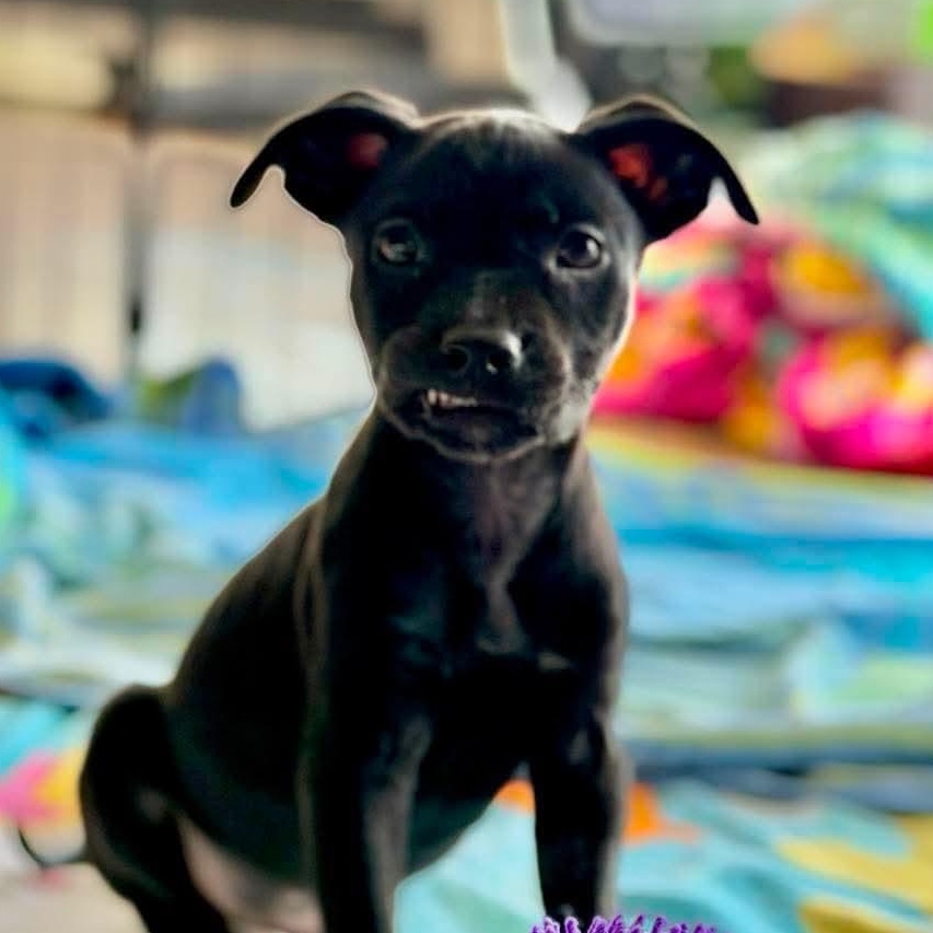 Enlarge Dock Rotz (In Foster), a Adoptable Mixed Breed in Minooka, IL image 4/6