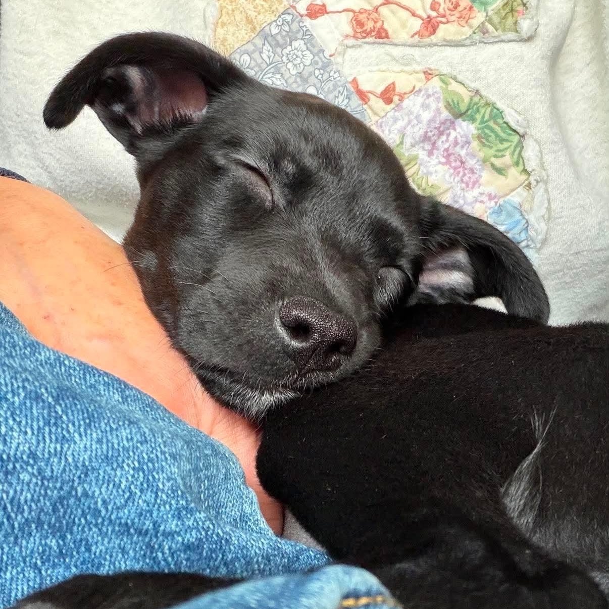 Enlarge Dock Rotz (In Foster), a Adoptable Mixed Breed in Minooka, IL image 3/6