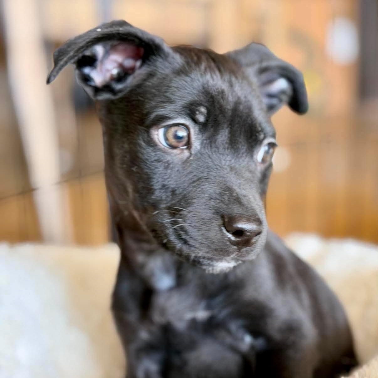 Dock Rotz (In Foster), Adoptable, Puppy Male Mixed Breed.