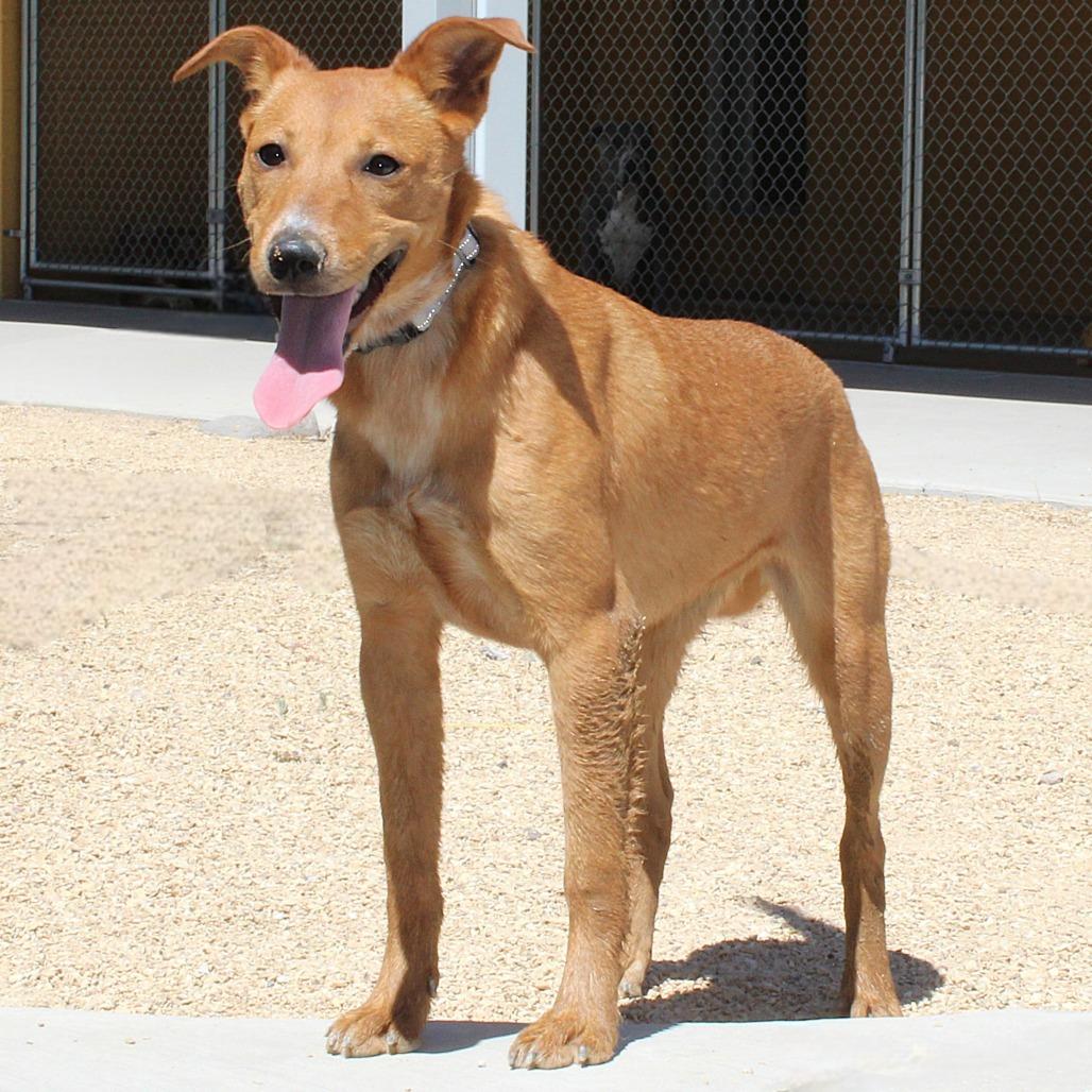 Camela, Adoptable, Young Female Mixed Breed.