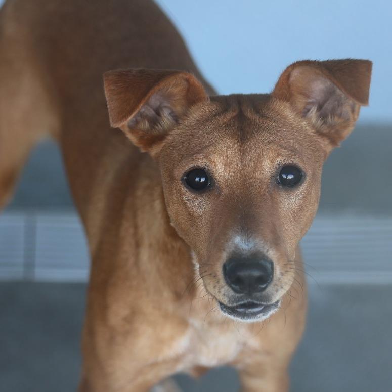 Enlarge Camela, a Adoptable Mixed Breed in Las Cruces, NM image 2/5