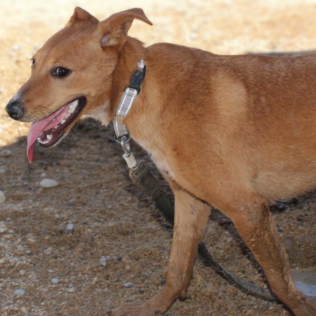Enlarge Camela, a Adoptable Mixed Breed in Las Cruces, NM image 2/5