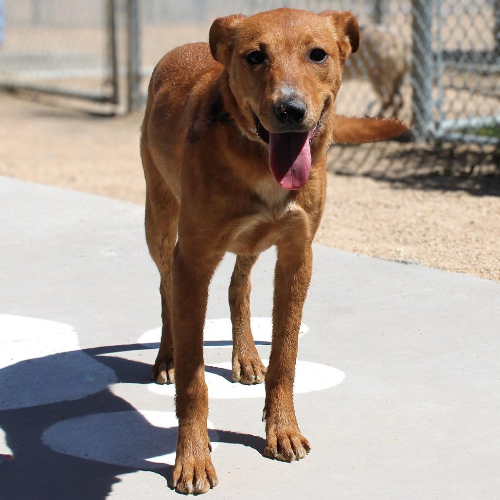 Enlarge Camela, a Adoptable Mixed Breed in Las Cruces, NM image 3/5