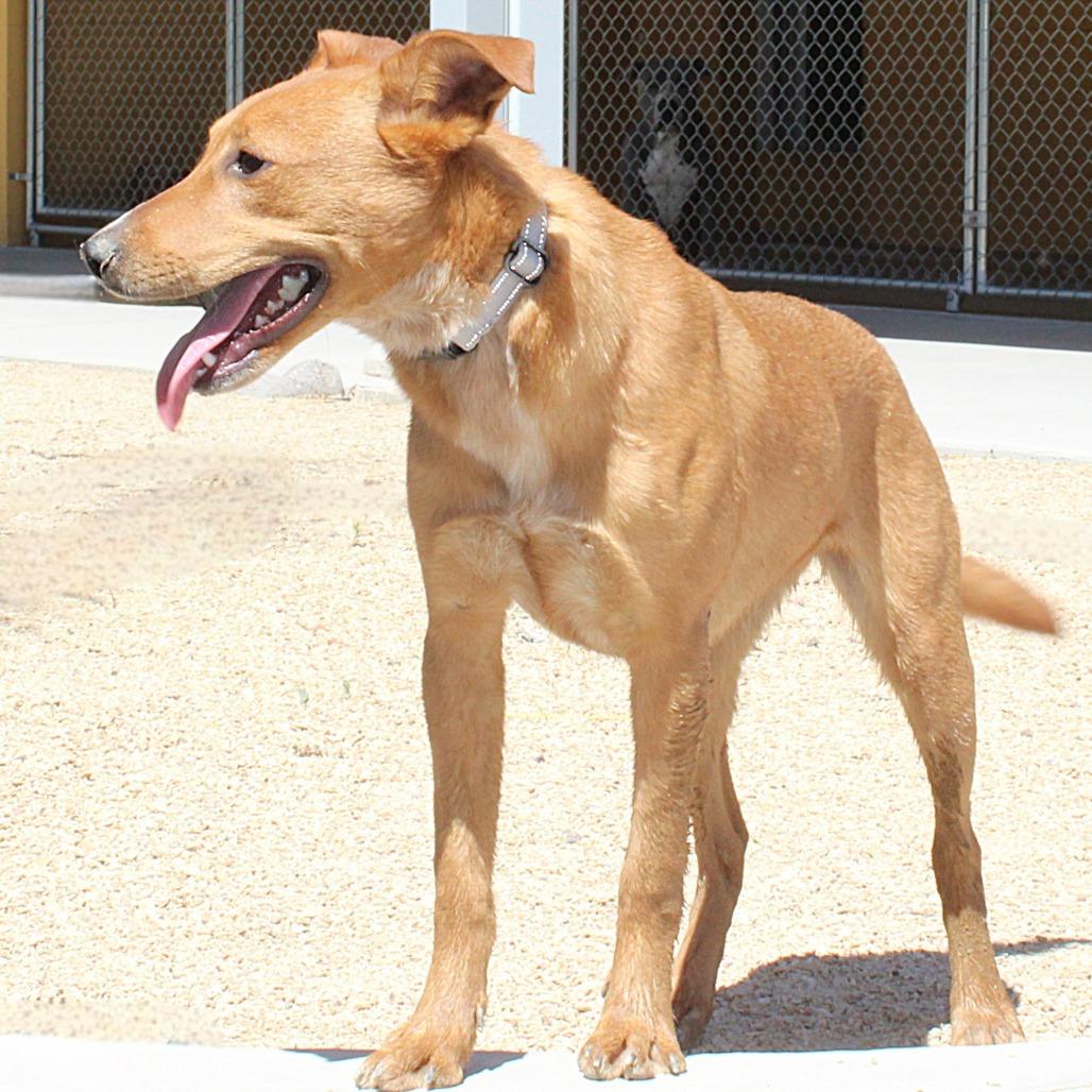 Enlarge Camela, a Adoptable Mixed Breed in Las Cruces, NM image 4/5
